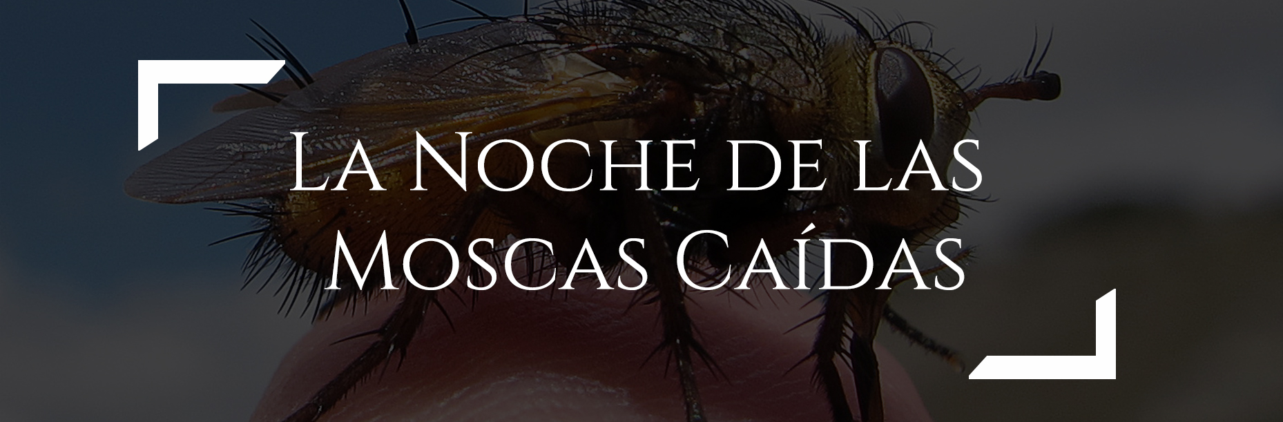 moscas caidas