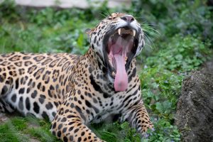 jaguar tren maya